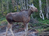 Alces alces 3, Eland, female, Saxifraga-Willem van Kruijsbergen