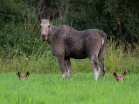 Alces alces 31, Eland, Saxifraga-Bart Vastenhouw