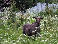 Alces alces 34, Eland, Saxifraga-Hans Dekker