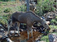 Alces alces 8, Eland, female and juvenile, Saxifraga-Willem van Kruijsbergen