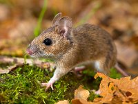 yellow necked mouse walking  yellow necked mouse walking on forest floor : Netherlands, animal, apodemus, brown, cute, ears, environment, european, fauna, flavicollis, floor, forest, forest floor, green, habitat, holland, leaf, litter, macro, mammal, moss, mouse, moving, natural, nature, rodent, running, sitting, small, walking, watching, wild, wildlife, wood, wood mouse, yellow, yellow necked