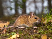 mouse in the forest  yellow necked mouse on the forest floor : Netherlands, animal, apodemus, brown, cute, ears, environment, european, fauna, flavicollis, floor, forest, forest floor, green, habitat, holland, leaf, litter, macro, mammal, moss, mouse, natural, nature, rodent, sitting, small, watching, wild, wildlife, wood, wood mouse, yellow, yellow necked