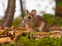 yellow necked mouse watching  yellow necked mouse watching around : Netherlands, animal, apodemus, brown, cute, ears, environment, european, fauna, flavicollis, floor, forest, forest floor, green, habitat, holland, leaf, litter, macro, mammal, moss, mouse, natural, nature, rodent, sitting, small, watching, wild, wildlife, wood, wood mouse, yellow, yellow necked