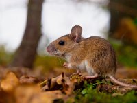 yellow necked mouse side  yellow necked mouse seen from side : Netherlands, animal, apodemus, brown, cute, ears, environment, european, fauna, flavicollis, floor, forest, forest floor, green, habitat, holland, leaf, litter, macro, mammal, moss, mouse, natural, nature, rodent, sitting, small, watching, wild, wildlife, wood, wood mouse, yellow, yellow necked