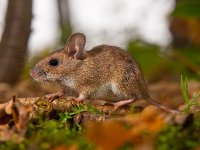 yellow necked mouse in forest  yellow necked mouse on forest floor : Netherlands, animal, apodemus, brown, cute, ears, environment, european, fauna, flavicollis, floor, forest, forest floor, green, habitat, holland, leaf, litter, macro, mammal, moss, mouse, natural, nature, rodent, sitting, small, watching, wild, wildlife, wood, wood mouse, yellow, yellow necked