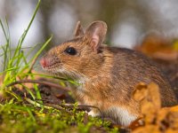 close up yellow necked mouse  close up of yellow necked mouse : Netherlands, animal, apodemus, brown, cute, ears, environment, european, fauna, flavicollis, floor, forest, forest floor, green, habitat, holland, leaf, litter, macro, mammal, moss, mouse, natural, nature, rodent, sitting, small, watching, wild, wildlife, wood, wood mouse, yellow, yellow necked