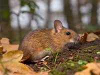 yellow necked mouse on the forest floor  close up of yellow necked mouse on the forest floor : Netherlands, animal, apodemus, brown, cute, ears, environment, european, fauna, flavicollis, floor, forest, forest floor, green, habitat, holland, leaf, litter, macro, mammal, moss, mouse, natural, nature, rodent, sitting, small, watching, wild, wildlife, wood, wood mouse, yellow, yellow necked