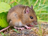 Wood mouse siiting on log sideview  Wood mouse siiting on log sideview : alert, apodemus, black, bosmuis, brown, cute, ears, eating, england, european, eyes, field, furry, grass, horizontal, landscape, little, long, mammal, mouse, nature, one, quiet, rat, rodent, sitting, small, sylvaticus, tailed, watching, wild, wildlife, wood