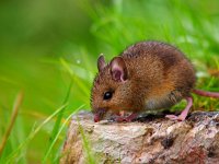 Wild mouse walking on log  Wild mouse walking on log : alert, apodemus, black, bosmuis, brown, cute, ears, eating, england, european, eyes, field, furry, grass, horizontal, landscape, little, log, long, mammal, mouse, nature, one, quiet, rat, rodent, sitting, small, sylvaticus, tailed, watching, wild, wildlife, wood