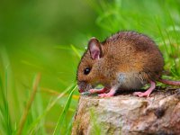 Wild mouse sitting on log  Wild mouse sitting on log : alert, apodemus, black, bosmuis, brown, cute, ears, eating, england, european, eyes, field, furry, grass, horizontal, landscape, little, log, long, mammal, mouse, nature, one, quiet, rat, rodent, sitting, small, sylvaticus, tailed, watching, wild, wildlife, wood