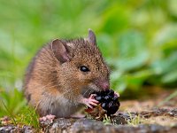 Wild mouse eating raspberry  Wild mouse eating raspberry : alert, apodemus, black, blackberry, bosmuis, brown, cute, ears, eating, england, enjoy, enjoying, european, eyes, field, food, fruit, furry, grass, horizontal, hungry, landscape, little, log, long, mammal, mouse, nature, one, quiet, raspberry, rat, rodent, sitting, small, sylvaticus, tailed, uk, watching, wild, wildlife, wood