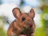 Field Mouse (Apodemus sylvaticus) in a forest  Field Mouse (Apodemus sylvaticus) on the Forest Floor in it's Natural Habitat : Netherlands, animal, apodemus, autumn, background, brown, cheese, closeup, color, colorful, cute, dinky, england, europe, european, fauna, field, floor, forest, fur, furry, grass, green, habitat, horizontal, life, little, macro, mammal, mice, mouse, mus, natural, nature, one, pest, rat, rodent, sitting, small, sweet, sylvaticus, tail, tree, trees, wild, wildlife, wood