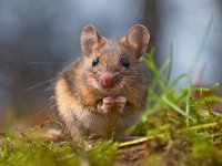 Wild mouse sitting on hind legs  Cute wood mouse sitting on hind legs : Rudmer, alert, animal, apodemus, background, biotoop, bosmuis, brown, closeup, creative, creative nature, cute, ears, eat, england, enjoy, europe, european, eyes, fauna, field, forest, forest floor, furry, grass, green, groningen, habitat, horizontal, hungry, knaagdier, landscape, little, log, long, macro, mammal, mouse, muis, natural, nature, natuur, natuurlijk, natuurlijke, omgeving, one, quiet, rat, rodent, rudmer zwerver, sitting, small, summer, sylvaticus, tailed, uk, watching, westerwolde, wild, wilde, wildlife, wood, zoogdier, zwerver