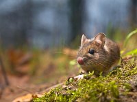 mouse with lots of copy space  Wild wood mouse sitting on the forest floor with lots of copy space : Rudmer, alert, animal, apodemus, background, biotoop, bosmuis, brown, closeup, creative, creative nature, cute, ears, eat, england, enjoy, europe, european, eyes, fauna, field, forest, forest floor, furry, grass, green, groningen, habitat, horizontal, hungry, knaagdier, landscape, little, log, long, macro, mammal, mouse, muis, natural, nature, natuur, natuurlijk, natuurlijke, omgeving, one, quiet, rat, rodent, rudmer zwerver, sitting, small, summer, sylvaticus, tailed, uk, watching, westerwolde, wild, wilde, wildlife, wood, zoogdier, zwerver