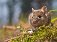 mouse in natural habitat  Wild wood mouse in natural habitat : Rudmer, alert, animal, apodemus, background, biotoop, bosmuis, brown, closeup, creative, creative nature, cute, ears, eat, england, enjoy, europe, european, eyes, fauna, field, forest, forest floor, furry, grass, green, groningen, habitat, horizontal, hungry, knaagdier, landscape, little, log, long, macro, mammal, mouse, muis, natural, nature, natuur, natuurlijk, natuurlijke, omgeving, one, quiet, rat, rodent, rudmer zwerver, sitting, small, summer, sylvaticus, tailed, uk, watching, westerwolde, wild, wilde, wildlife, wood, zoogdier, zwerver