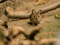 Apodemus sylvaticus 28, Bosmuis, adult, Bennekom, Saxifraga-Theo Verstrael