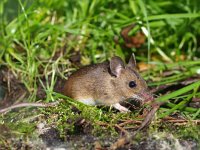 Apodemus sylvaticus 3, Bosmuis, Saxifraga-Rudmer Zwerver