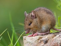 Wild mouse sitting on log  Wild mouse sitting on log : alert, apodemus, black, bosmuis, brown, cute, ears, eating, england, enjoy, enjoying, european, eyes, field, furry, grass, horizontal, landscape, little, log, long, mammal, mouse, nature, one, quiet, rat, rodent, sitting, small, sylvaticus, tailed, watching, wild, wildlife, wood