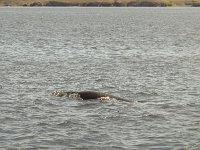 Balaenoptera acutorostrata