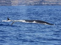 Balaenoptera edeni, Bryde s Whale