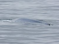 Balaenoptera musculus 10, Blauwe vinvis, Saxifraga-Bart Vastenhouw