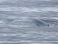 Balaenoptera musculus 13, Blauwe vinvis, Saxifraga-Bart Vastenhouw