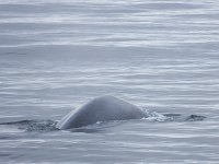 Balaenoptera musculus 15, Blauwe vinvis, Saxifraga-Bart Vastenhouw