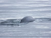 Balaenoptera musculus 16, Blauwe vinvis, Saxifraga-Bart Vastenhouw