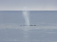 Balaenoptera musculus 3, Blauwe vinvis, Saxifraga-Bart Vastenhouw