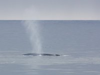 Balaenoptera musculus 4, Blauwe vinvis, Saxifraga-Bart Vastenhouw