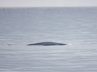 Balaenoptera musculus 7, Blauwe vinvis, Saxifraga-Bart Vastenhouw