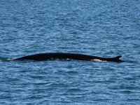 Balaenoptera physalus