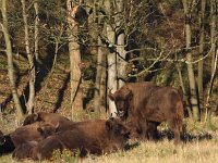 Bison bonasus 10, Wisent, Saxifraga-Hans Dekker