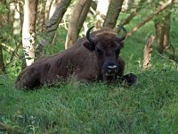 Bison bonasus 14, Wisent, Saxifraga-Hans Dekker