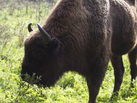 Bison bonasus 23, Wisent, Saxifraga-Jan Nijendijk