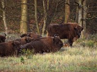 Bison bonasus 6, Wisent, Saxifraga-Hans Dekker