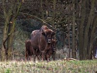 Bison bonasus 7, Wisent, Saxifraga-Hans Dekker