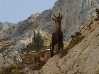 Capra ibex, Alpine Ibex