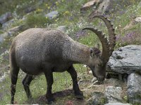 Capra ibex 103, Alpensteenbok, Saxifraga-Willem van Kruijsbergen