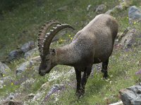 Capra ibex 105, Alpensteenbok, Saxifraga-Willem van Kruijsbergen