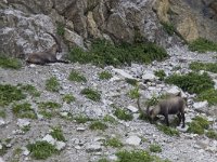 Capra ibex 107, Alpensteenbok, Saxifraga-Mark Zekhuis