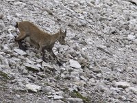 Capra ibex 108, Alpensteenbok, Saxifraga-Mark Zekhuis