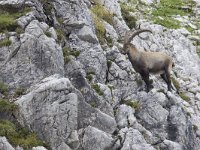 Capra ibex 109, Alpensteenbok, Saxifraga-Mark Zekhuis