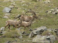 Capra ibex 112, Alpensteenbok, Saxifraga-Harry van Oosterhout : steenbok, zoogdier, Italië, bergen