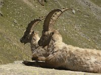 Capra ibex 116, Alpensteenbok, Saxifraga-Harry van Oosterhout : steenbok, zoogdier, Italië, bergen