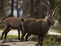 Capra ibex 118, Alpensteenbok, Saxifraga-Jan Nijendijk