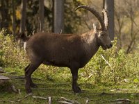 Capra ibex 119, Alpensteenbok, Saxifraga-Jan Nijendijk