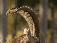 Capra ibex 120, Alpensteenbok, Saxifraga-Jan Nijendijk