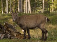 Capra ibex 121, Alpensteenbok, Saxifraga-Jan Nijendijk,