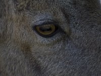 Capra ibex 124, Alpensteenbok, Saxifraga-Jan Nijendijk